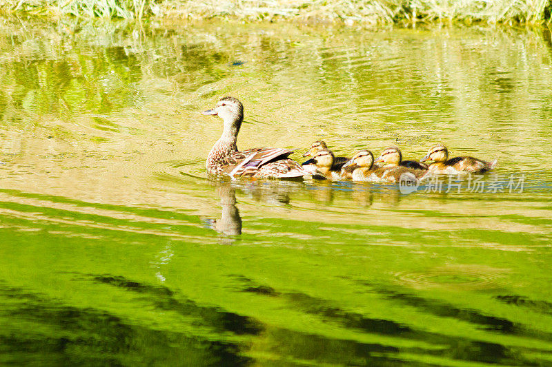 野鸭和她的小鸭子们在一个绿色的池塘里游泳