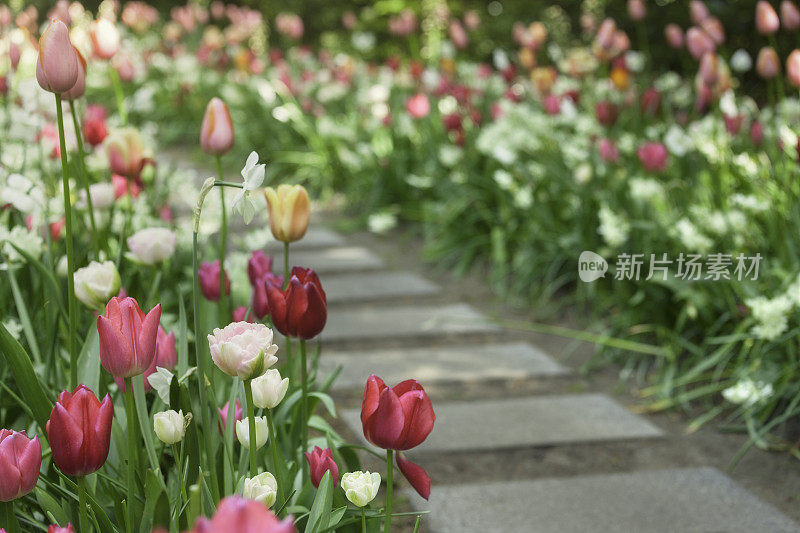 穿过郁金香花园的小路