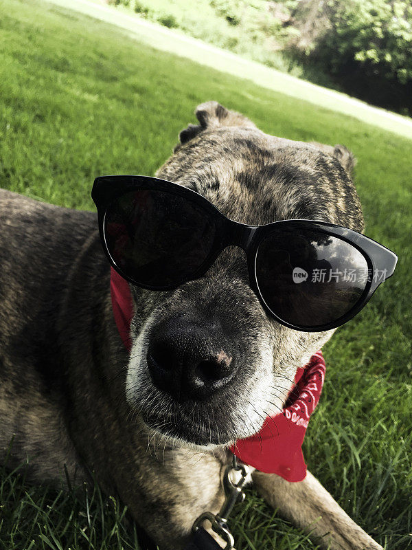 狗躺在草地上戴着太阳镜