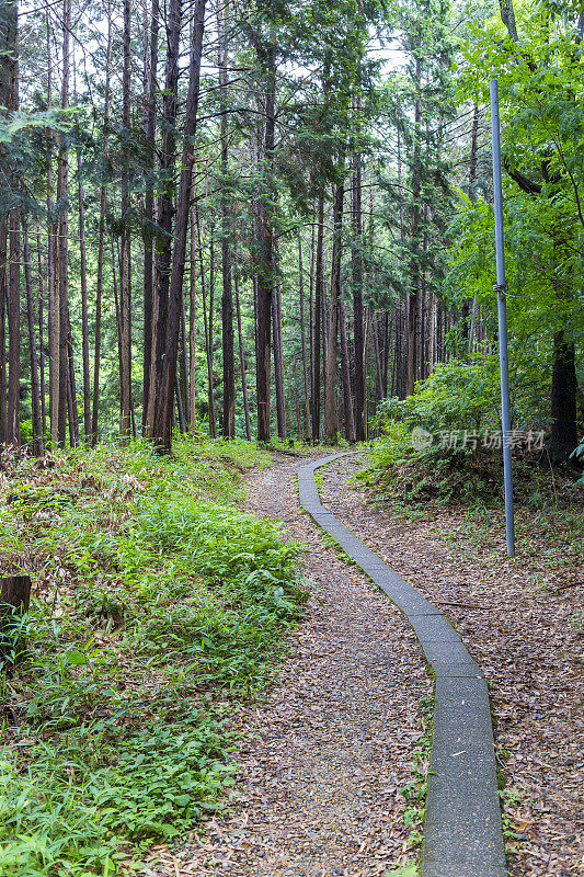 日本京都外荒野地区的森林