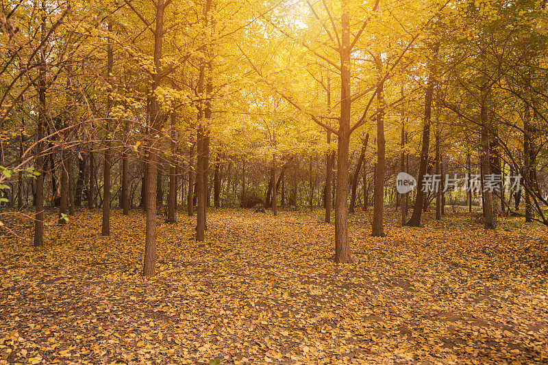 秋天,叶子,背景,