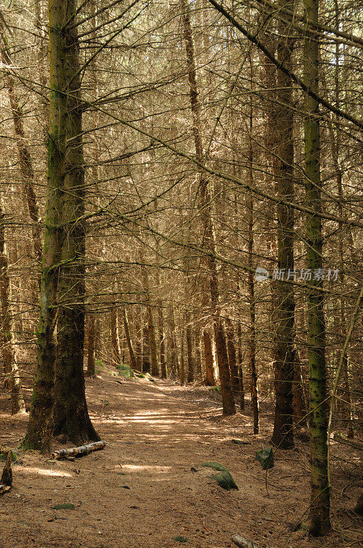 松树林小径，佩思郡，苏格兰