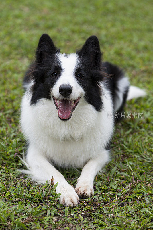 成人的边境牧羊犬。