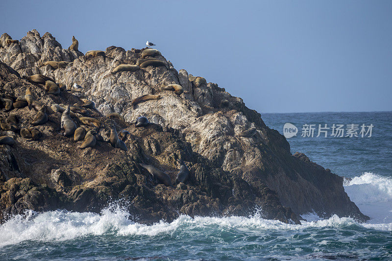 加利福尼亚海狮在岩石上