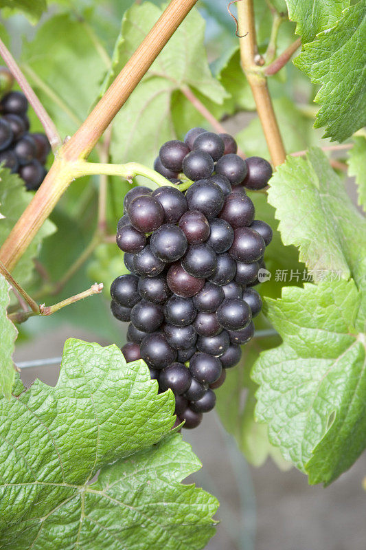 黑皮诺葡萄