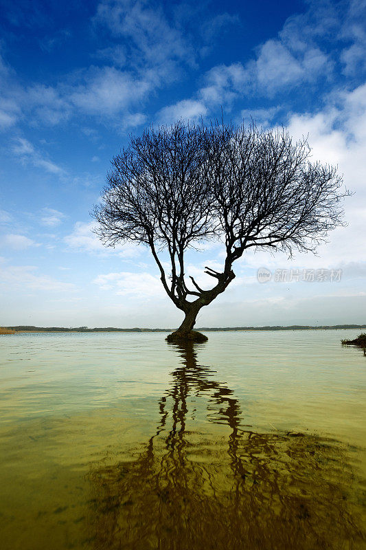 孤独的树生长在湖浅滩