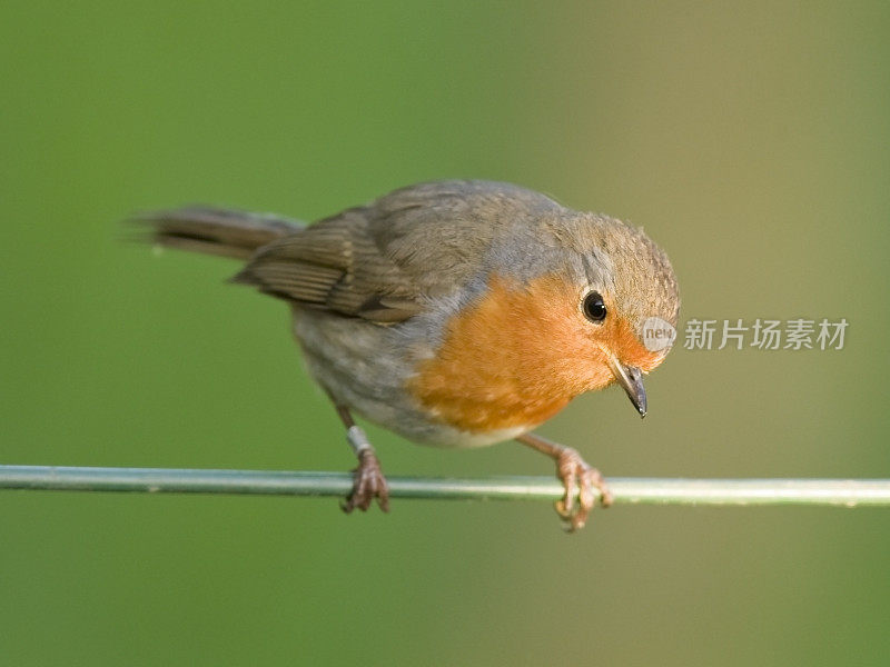 罗宾(红心rubecula)