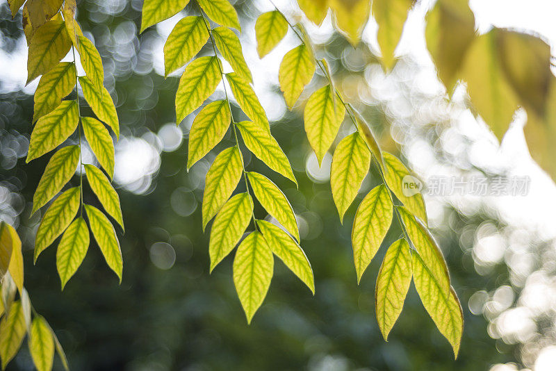 树叶树的细节