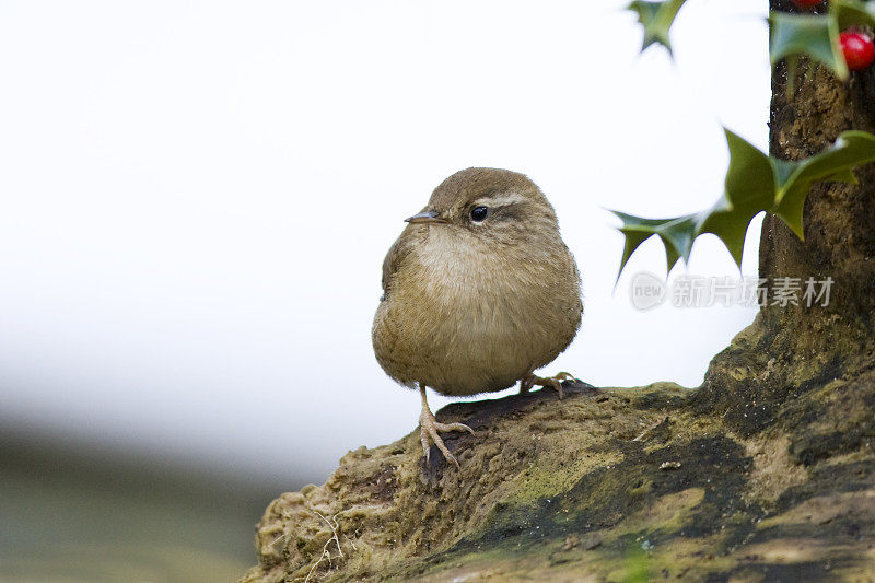 雷恩(Troglodytes-troglodytes)