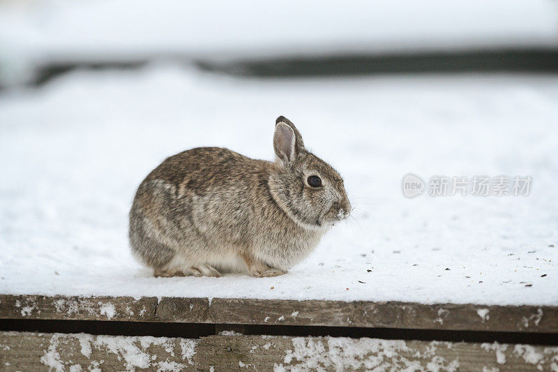 下雪的明尼苏达冬天-棉尾兔吃鸟食