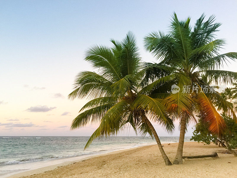 棕榈树和海滩