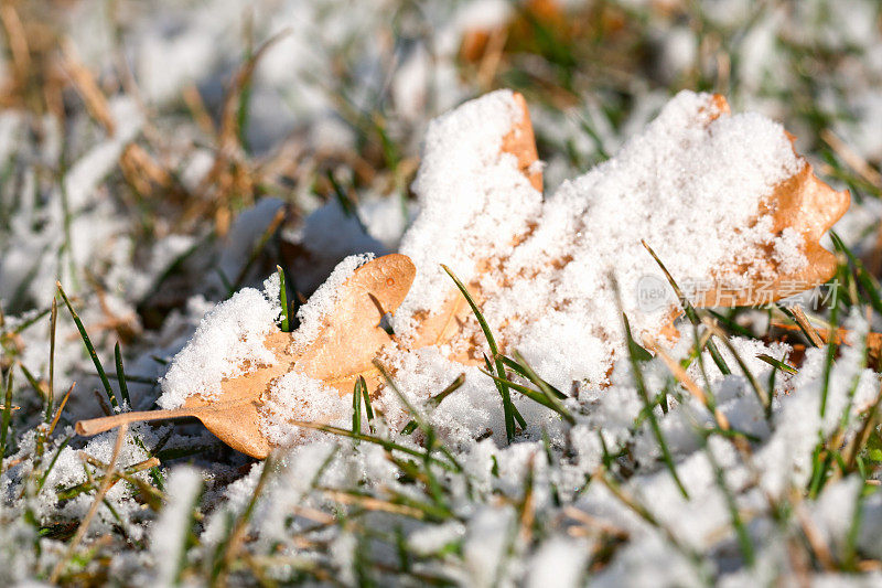 白雪覆盖的绿草和金色的橡树叶