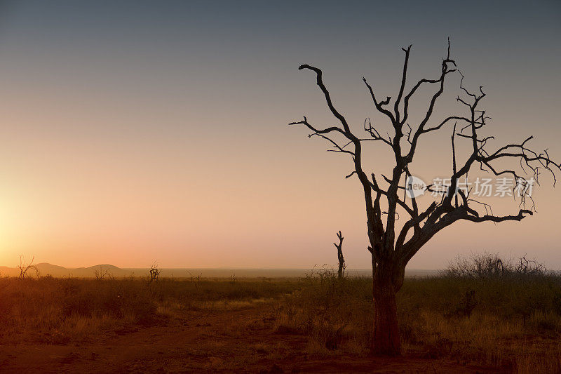 非洲日落与光秃秃的树木剪影，马迪克威野生动物保护区