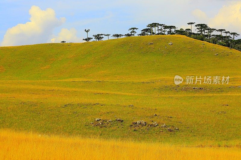 阿劳卡里亚斯，潘帕农场草地，南大河湾，巴西南部