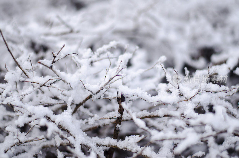 冰雪覆盖的冬季树木