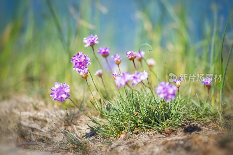 海节俭的花