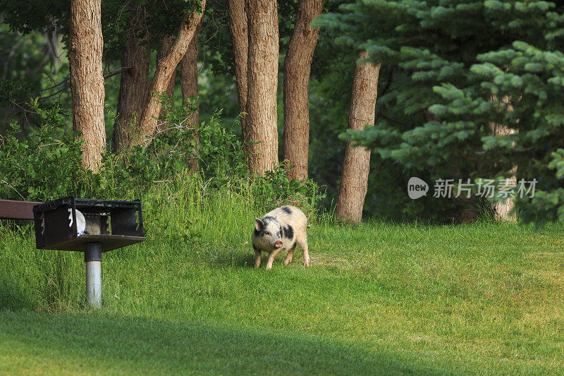 犹他州的野猪