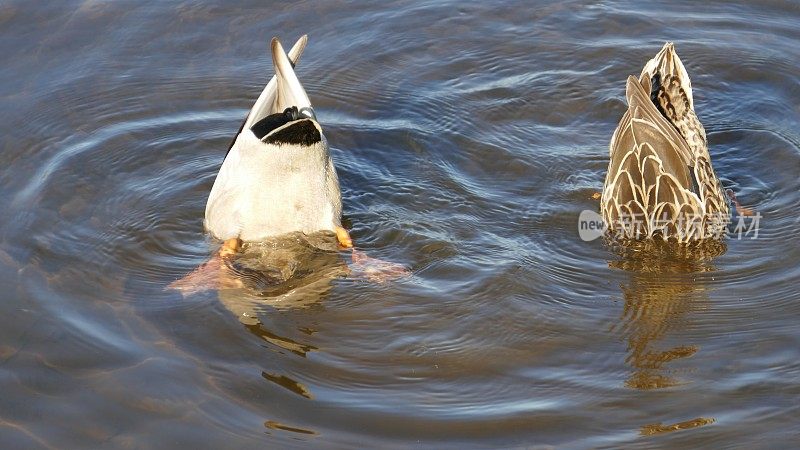 鸭子在水中低头