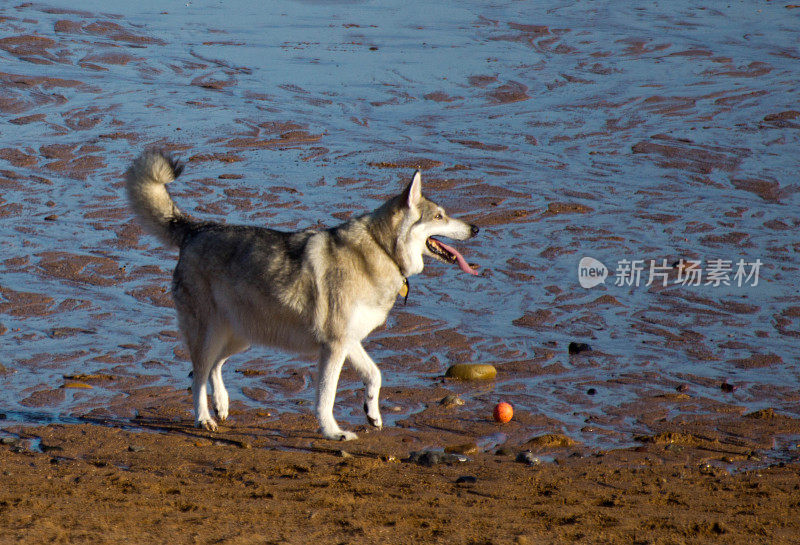 狗在海滩