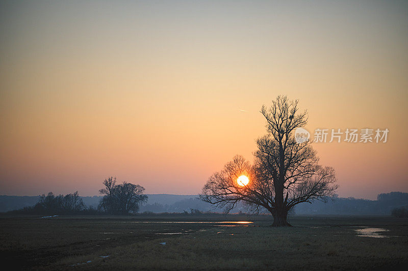 美丽的橙色日落在柳树旁的草地上