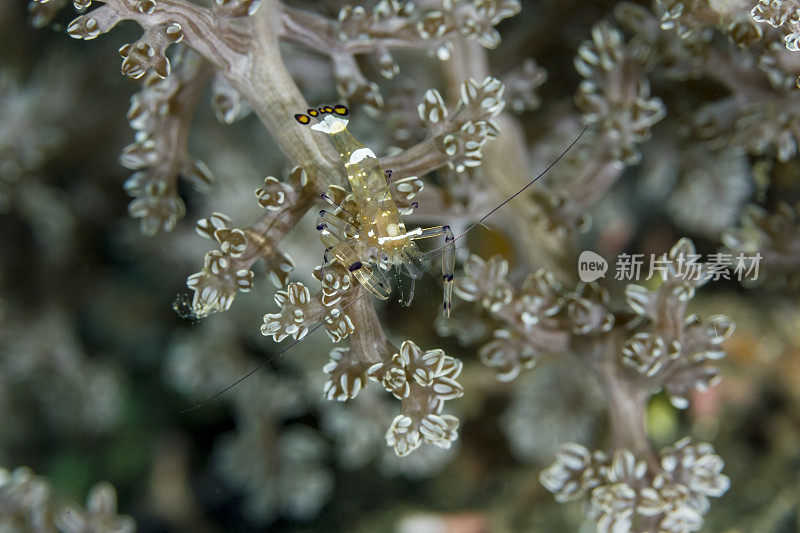 海葵虾在软珊瑚上的特写。