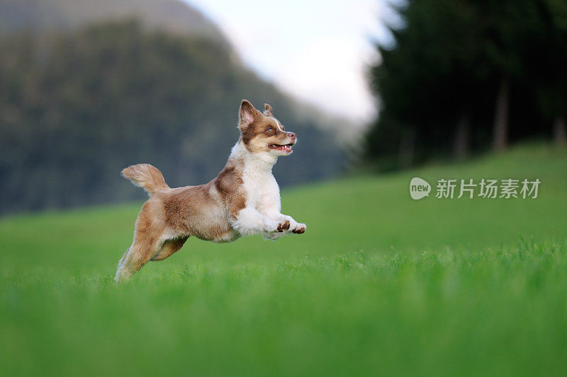 年轻的澳大利亚牧羊犬在草地上玩耍(XXXL)