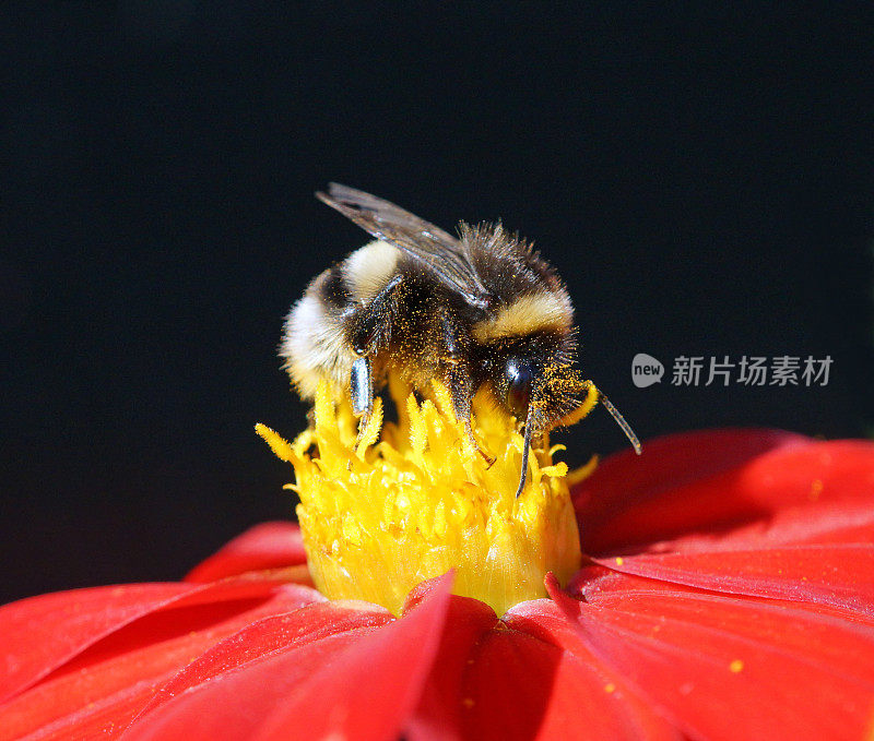 大黄蜂在大丽花上