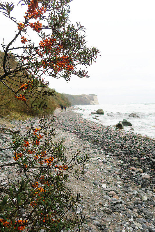 波罗的海沿岸的阿科纳角海滩景观。