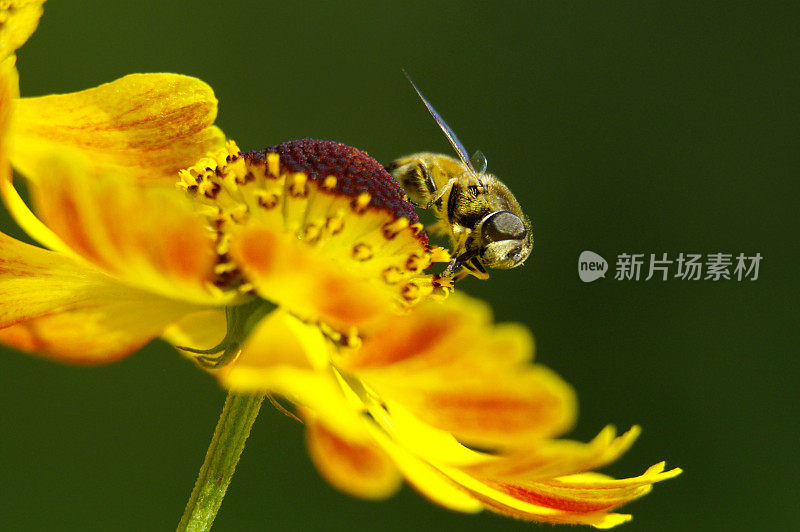 太阳新娘身上的粪蜂