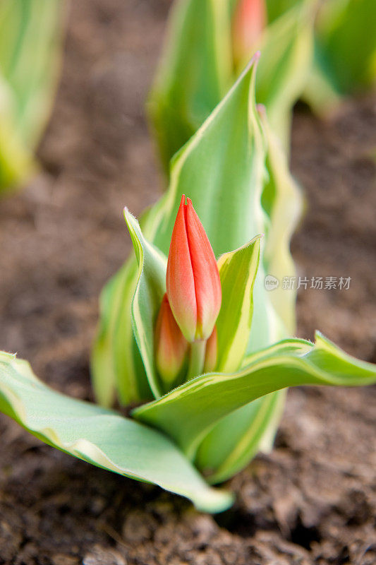 郁金香芽