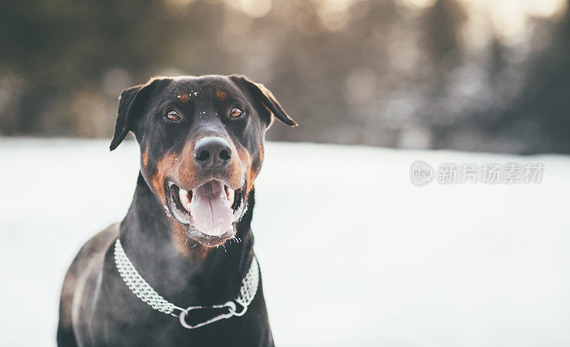 冬雪中的杜宾犬