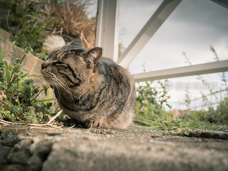 只流浪猫