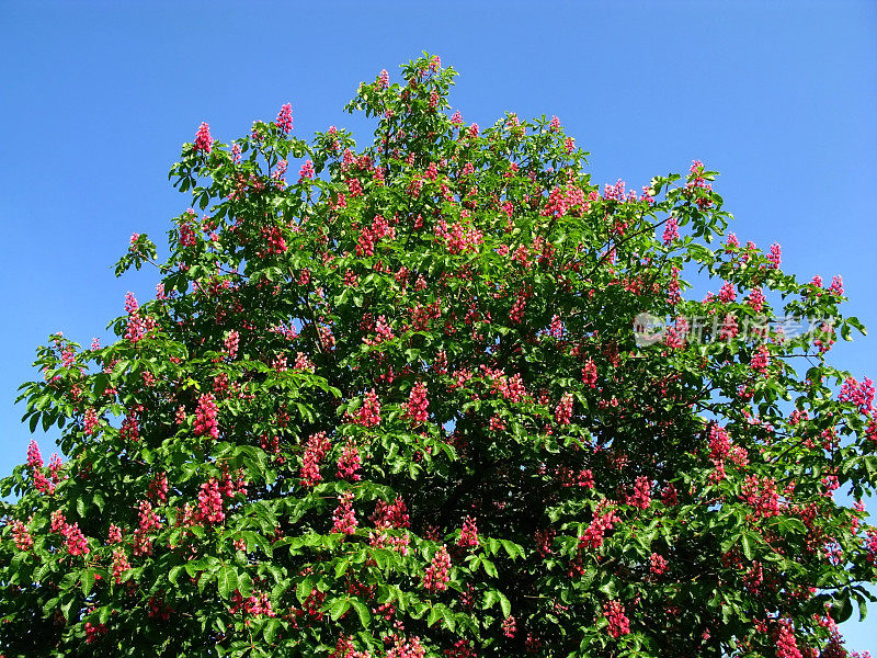 红栗子树