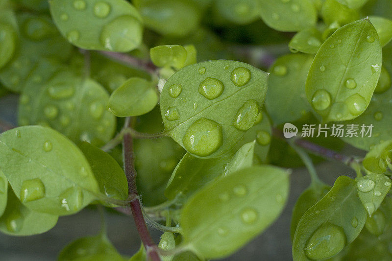 树叶与雨滴的特写