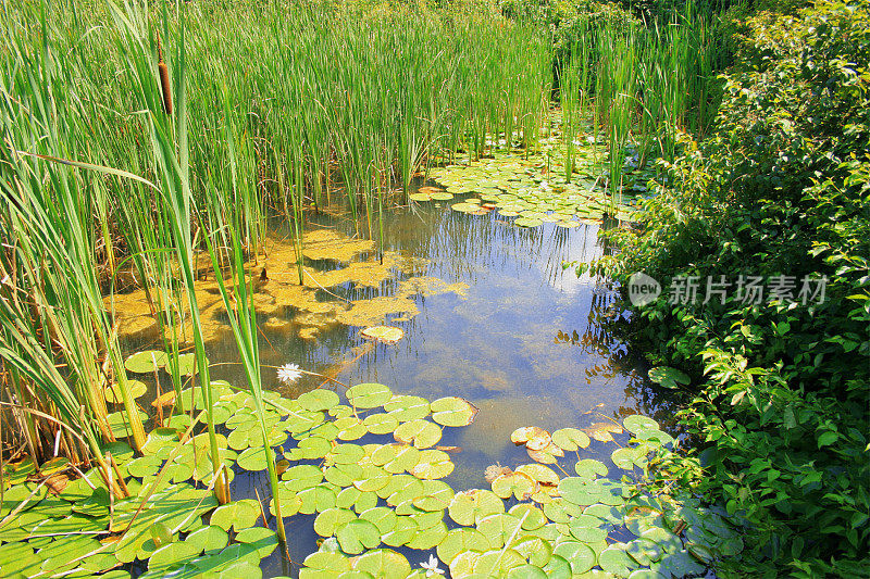 湿地:睡莲，香蒲和沼泽草