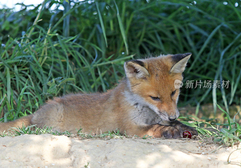 小狐狸和樱桃