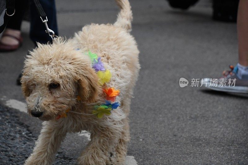 狗与五颜六色的花项链