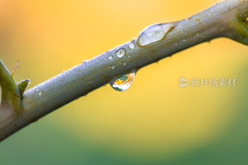 小雨打在树枝