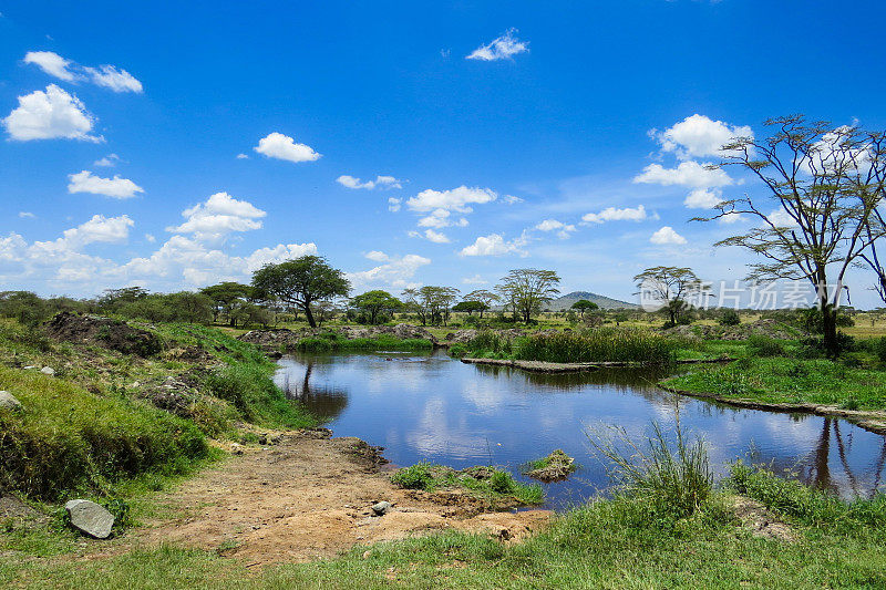 非洲的野生动物…马亚拉湖国家公园的河马