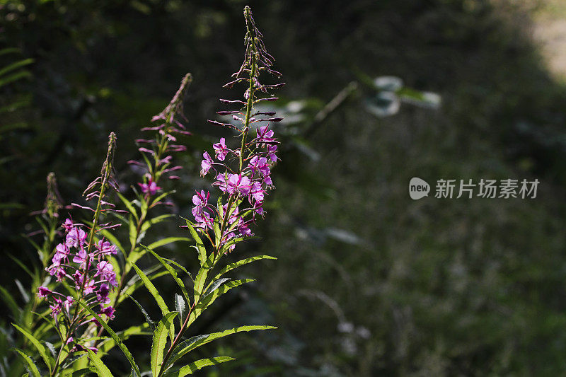 火草叶紫红色花背光