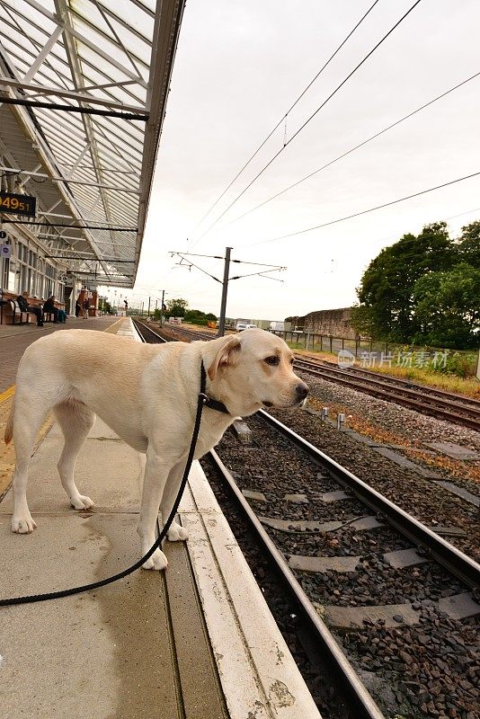 拉布拉多寻回犬