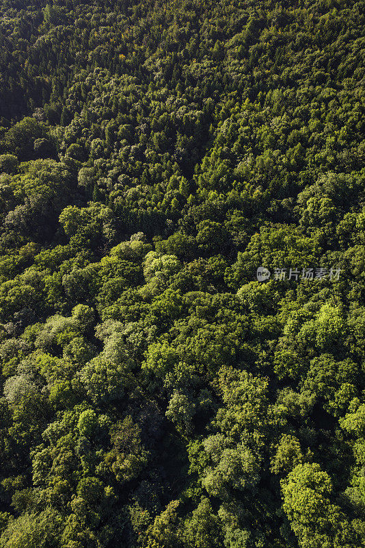 绿色森林背景航空摄影在林地树木的树冠树叶