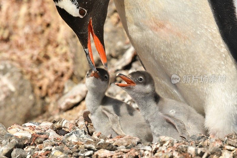 巴布亚企鹅