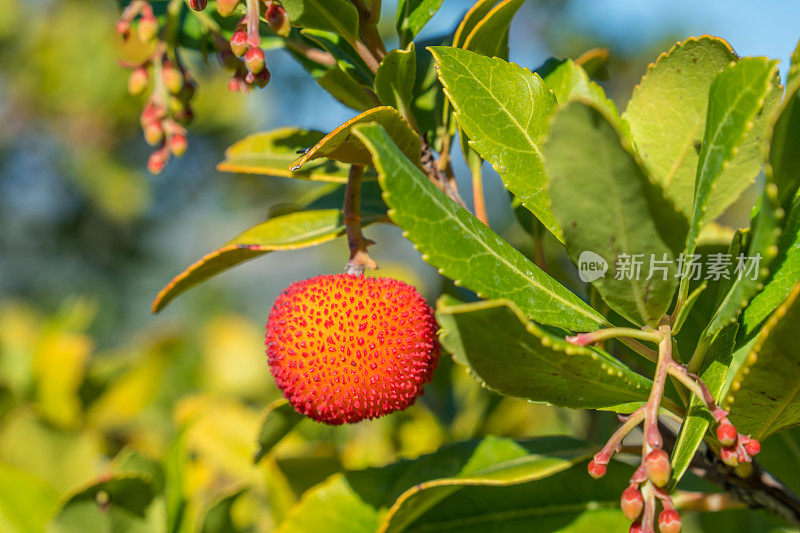 野生草莓。叶形Arbuti