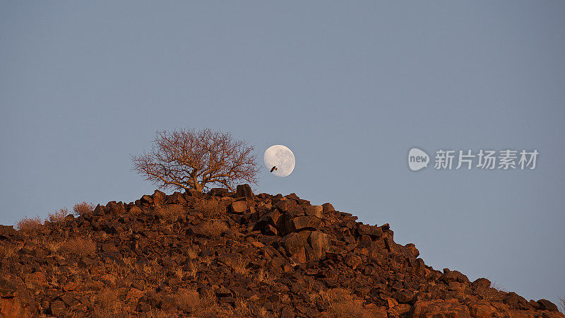 鹰在孤独的沙漠树旁经过满月