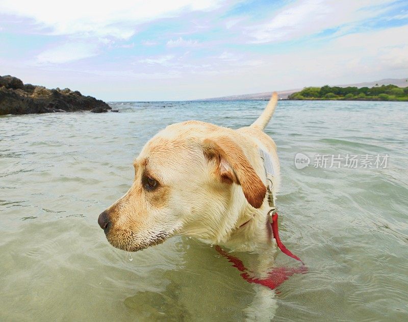 狗在夏威夷