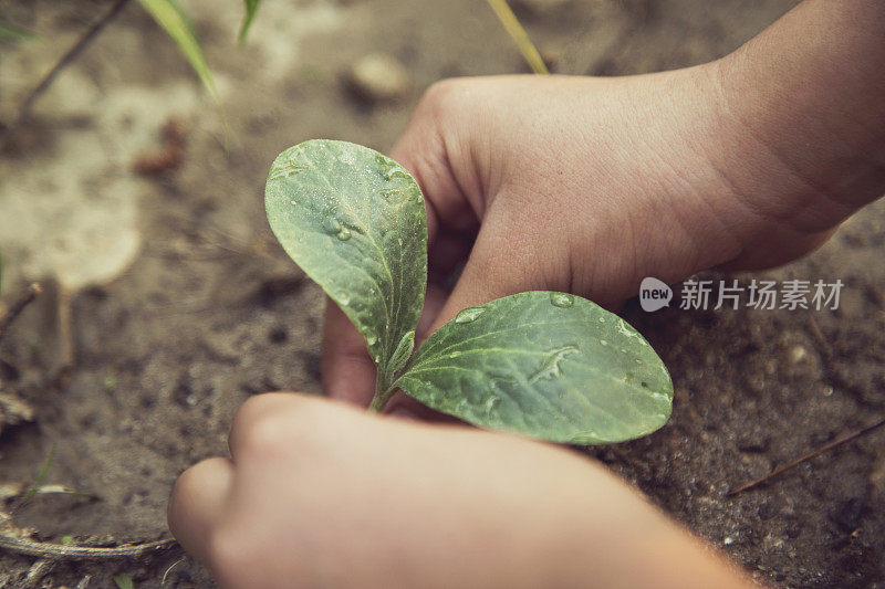 女孩在花园里种植物