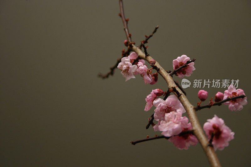 粉红色樱花枝与复制空间