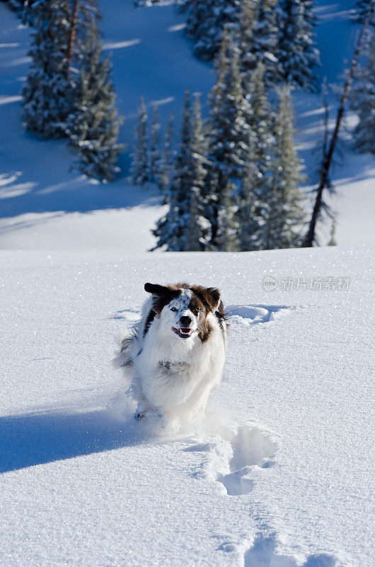 狗在冬天的雪中奔跑