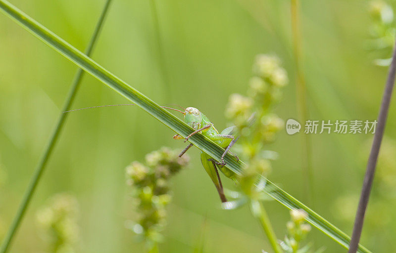 草叶上的绿蚱蜢